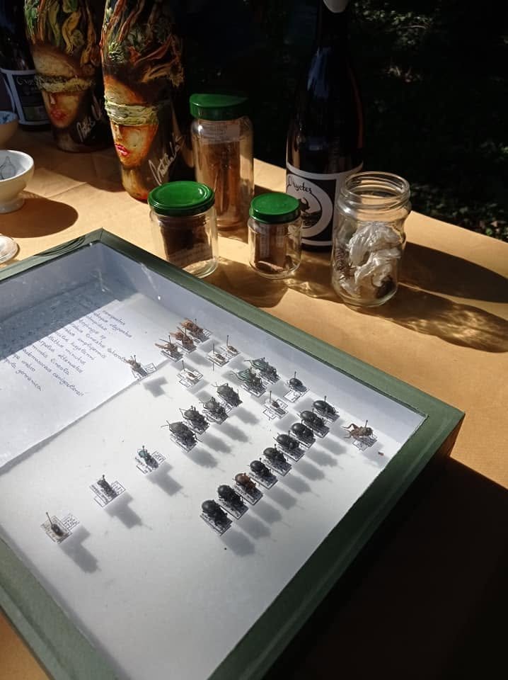 tallerdeinsectosdelribeiro Educación medioambiental Ribeirolandart